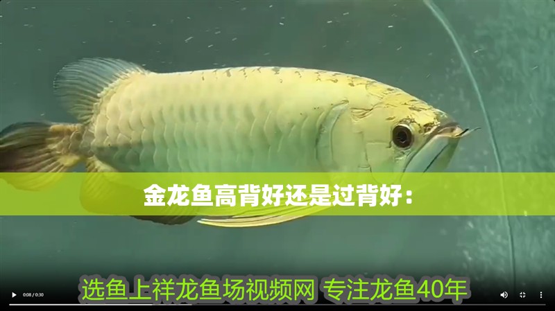 金龍魚高背好還是過背好：