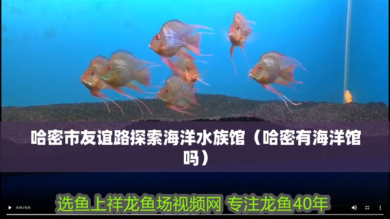 哈密市友誼路探索海洋水族館（哈密有海洋館嗎）