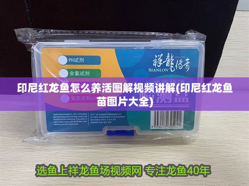 印尼紅龍魚怎么養活圖解視頻講解(印尼紅龍魚苗圖片大全) 印尼紅龍魚怎么養活圖解視頻講解(印尼紅龍魚苗圖片大全) 紅龍魚百科 第1張