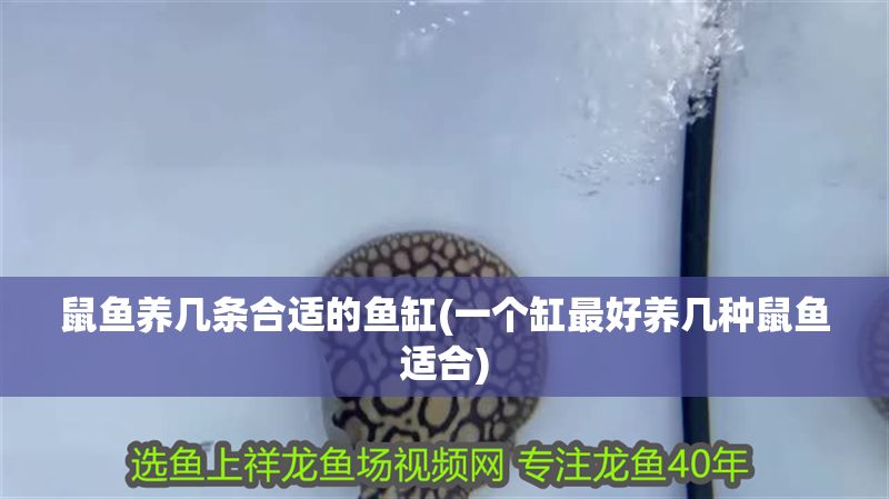 鼠魚養幾條合適的魚缸(一個缸最好養幾種鼠魚適合) 元寶鳳凰魚百科 第1張 鼠魚養幾條合適的魚缸(一個缸最好養幾種鼠魚適合) 鼠魚養幾條合適的魚缸(一個缸最好養幾種鼠魚適合) 元寶鳳凰魚百科 第1張