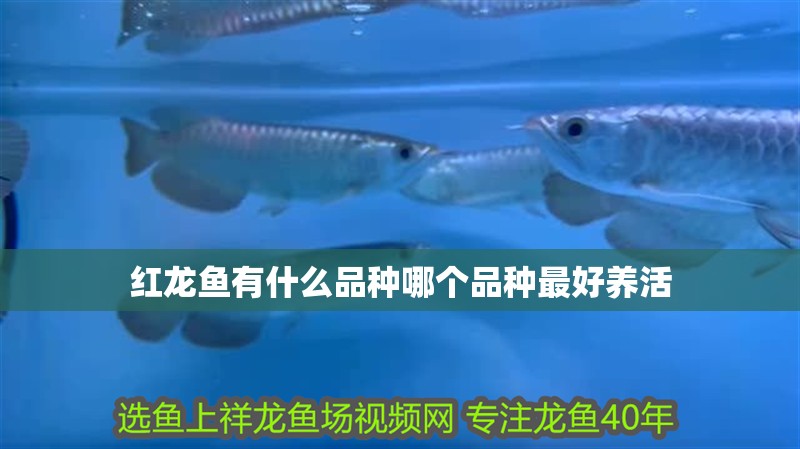 紅龍魚有什么品種哪個(gè)品種最好養(yǎng)活
