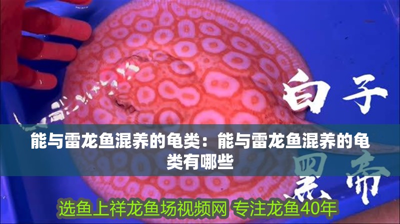 能與雷龍魚混養(yǎng)的龜類：能與雷龍魚混養(yǎng)的龜類有哪些 能與雷龍魚混養(yǎng)的龜類：能與雷龍魚混養(yǎng)的龜類有哪些 水族問答