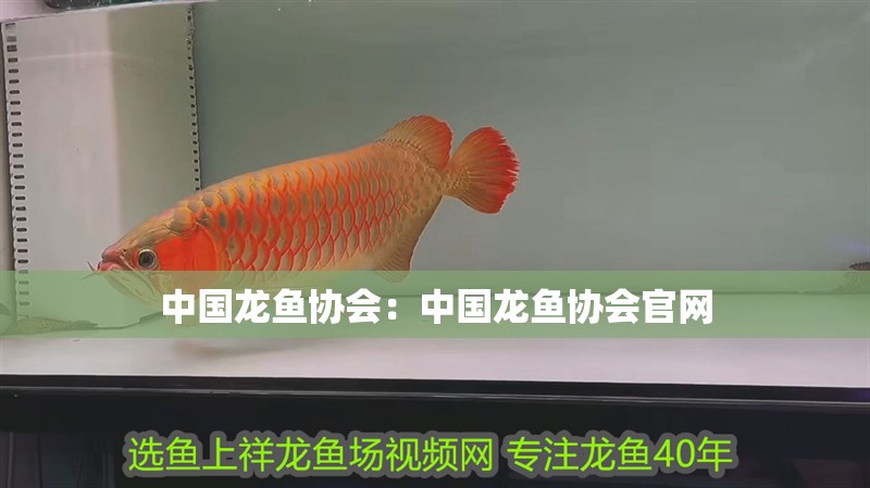 中國龍魚協會：中國龍魚協會官網