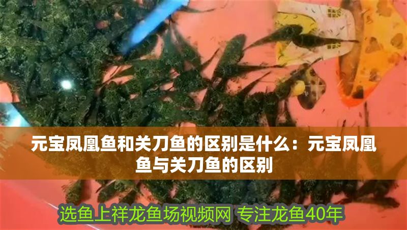 元寶鳳凰魚和關刀魚的區別是什么：元寶鳳凰魚與關刀魚的區別