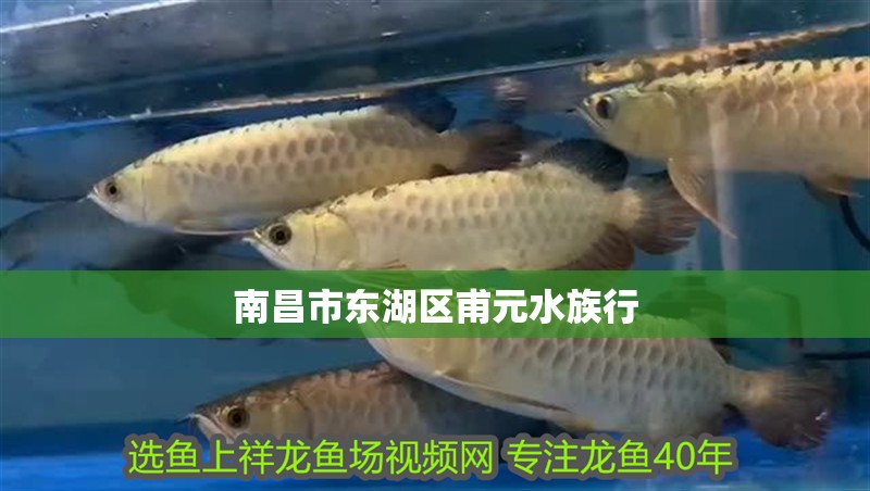 南昌市東湖區(qū)甫元水族行
