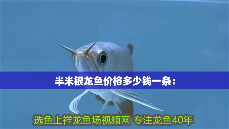 半米銀龍魚價(jià)格多少錢一條：