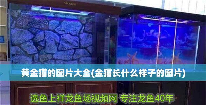 黃金貓的圖片大全(金貓長什么樣子的圖片)