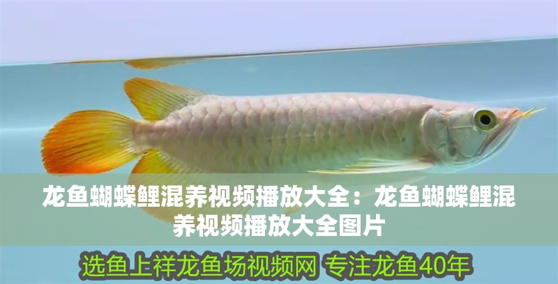 龍魚蝴蝶鯉混養視頻播放大全：龍魚蝴蝶鯉混養視頻播放大全圖片