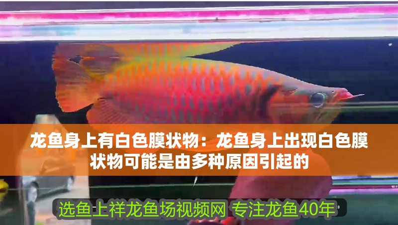 龍魚身上有白色膜狀物：龍魚身上出現(xiàn)白色膜狀物可能是由多種原因引起的