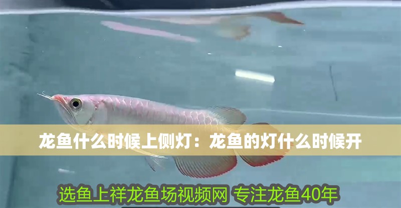 龍魚什么時候上側燈：龍魚的燈什么時候開