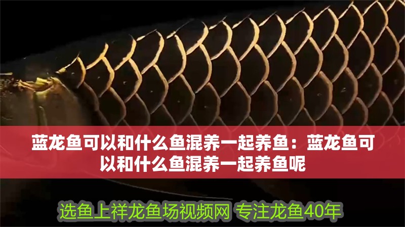 藍龍魚可以和什么魚混養一起養魚:藍龍魚可以和什么魚混養一起養魚呢 水族問答 藍龍魚可以和什么魚混養一起養魚:藍龍魚可以和什么魚混養一起養魚呢 藍龍魚可以和什么魚混養一起養魚:藍龍魚可以和什么魚混養一起養魚呢 水族問答