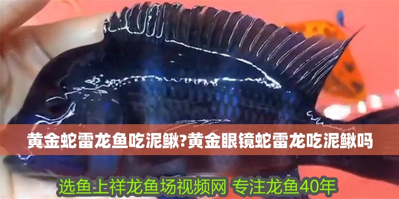 彩虹雷龍魚圖片大全欣賞圖解(彩虹雷龍魚多少錢一條)