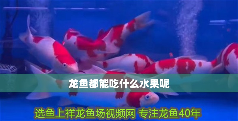 龍魚都能吃什么水果呢