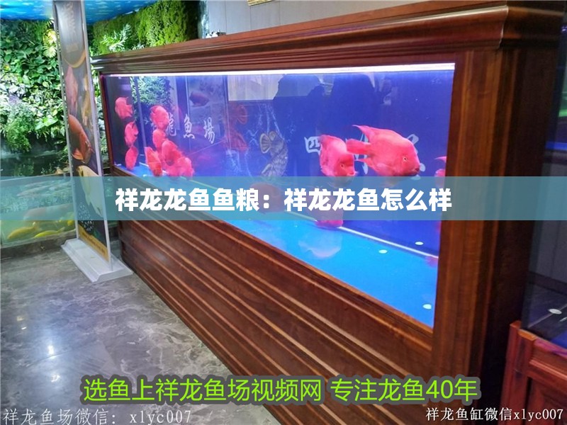 祥龍龍魚魚糧：祥龍龍魚怎么樣