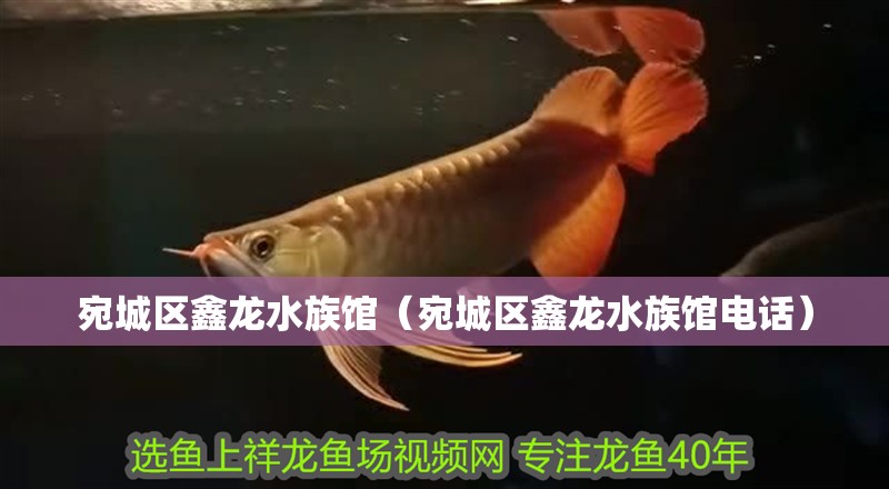 宛城區(qū)鑫龍水族館（宛城區(qū)鑫龍水族館電話）