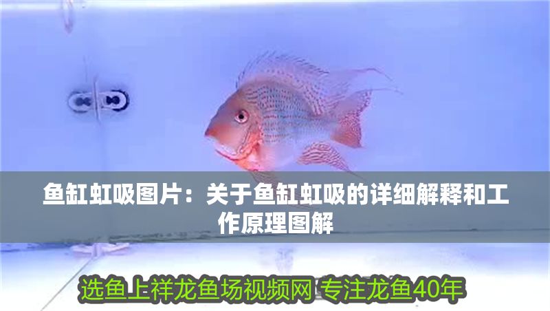 魚缸虹吸圖片：關(guān)于魚缸虹吸的詳細(xì)解釋和工作原理圖解