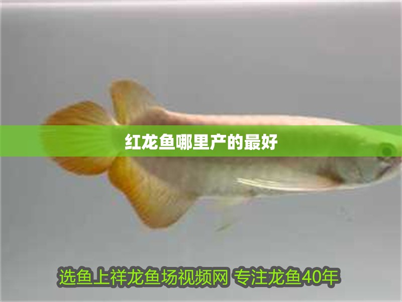 紅龍魚哪里產的最好 紅龍魚哪里產的最好 龍魚百科 第1張