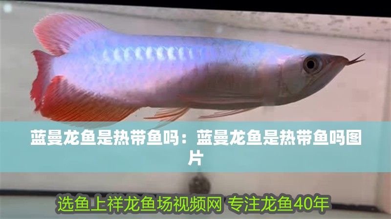 藍曼龍魚是熱帶魚嗎：藍曼龍魚是熱帶魚嗎圖片