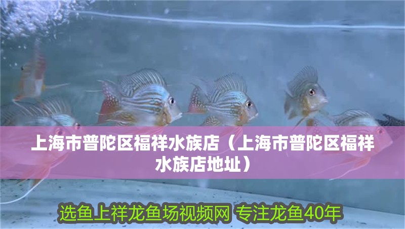 上海市普陀區福祥水族店（上海市普陀區福祥水族店地址）