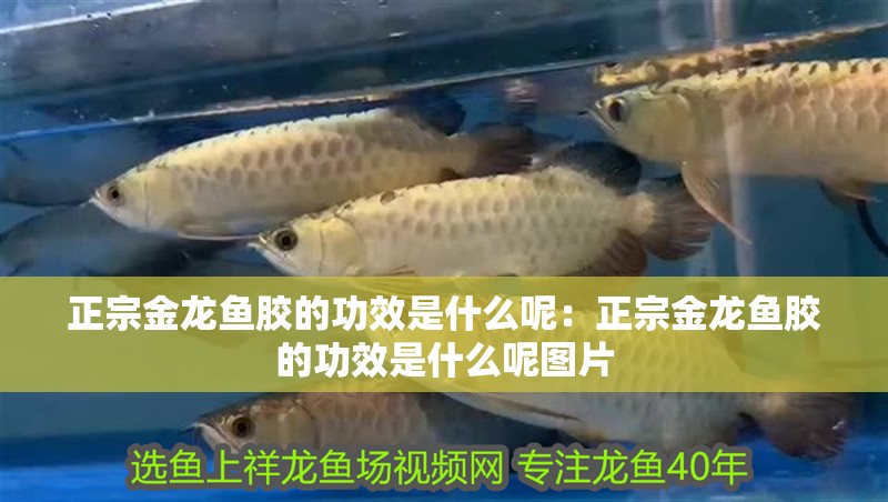 正宗金龍魚膠的功效是什么呢：正宗金龍魚膠的功效是什么呢圖片