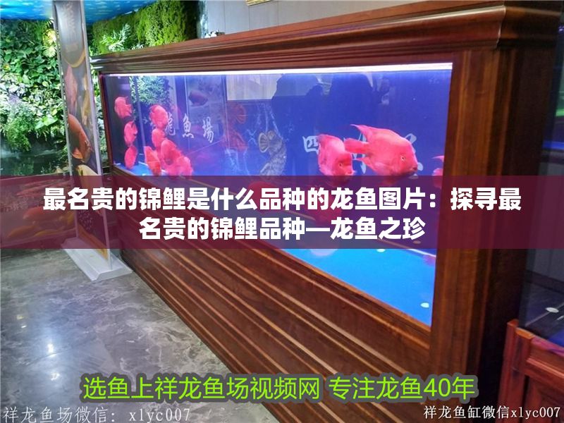 最名貴的錦鯉是什么品種的龍魚(yú)圖片：探尋最名貴的錦鯉品種—龍魚(yú)之珍