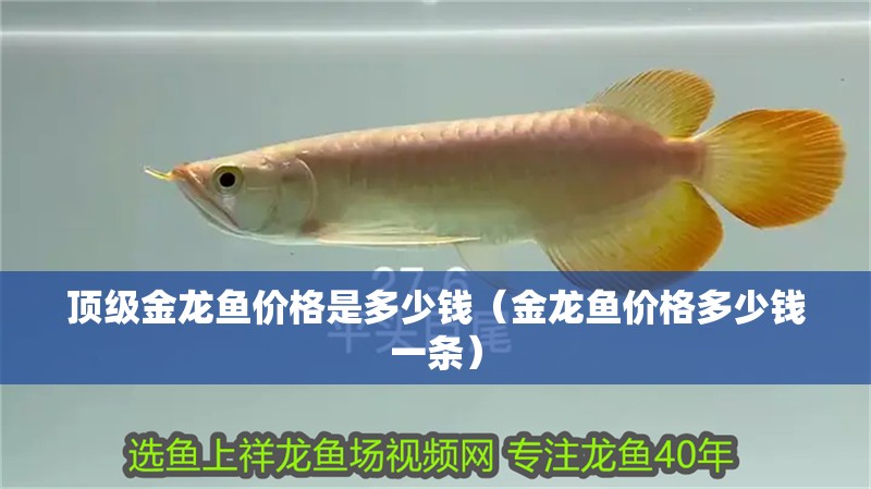 頂級金龍魚價格是多少錢（金龍魚價格多少錢一條） 頂級金龍魚價格是多少錢（金龍魚價格多少錢一條） 龍魚百科