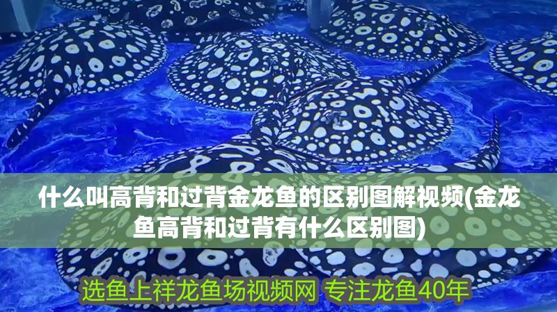 什么叫高背和過背金龍魚的區別圖解視頻(金龍魚高背和過背有什么區別圖)