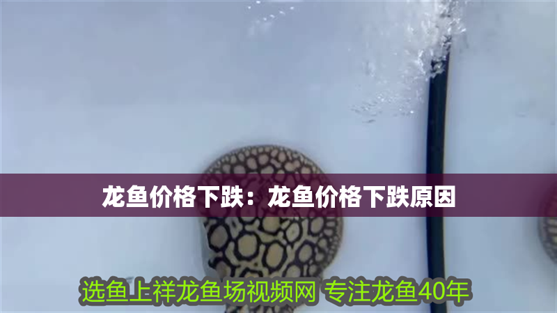 龍魚價格下跌：龍魚價格下跌原因