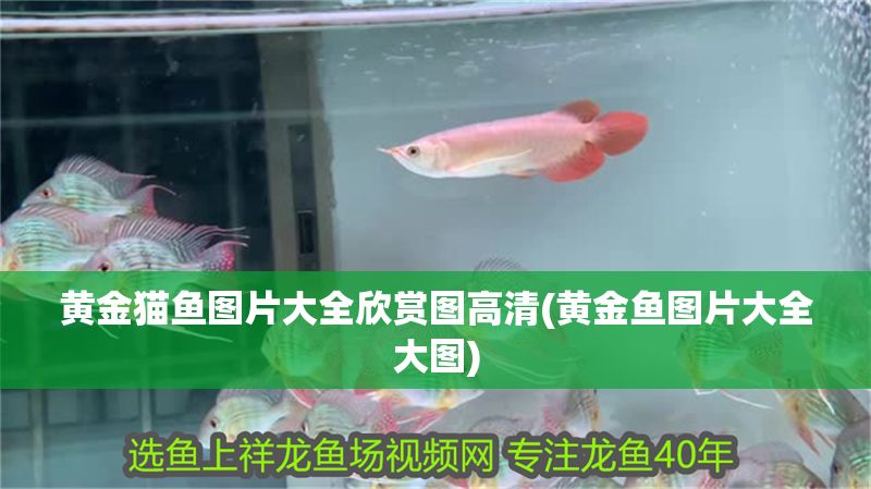 黃金貓魚圖片大全欣賞圖高清(黃金魚圖片大全大圖)