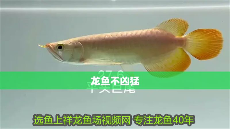 龍魚不兇猛 龍魚不兇猛 龍魚百科 第2張