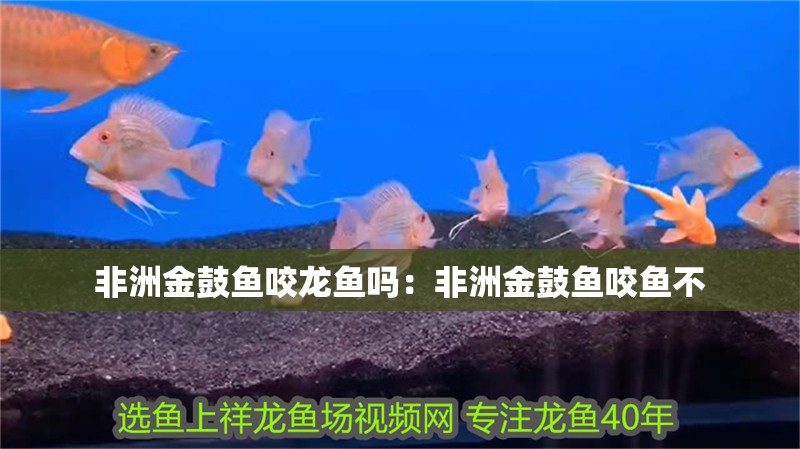 非洲金鼓魚咬龍魚嗎：非洲金鼓魚咬魚不 非洲金鼓魚咬龍魚嗎：非洲金鼓魚咬魚不 水族問答