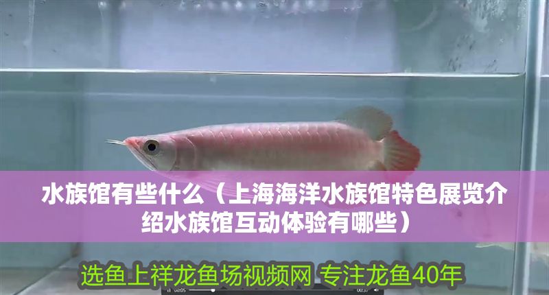 水族館有些什么（上海海洋水族館特色展覽介紹水族館互動體驗有哪些）