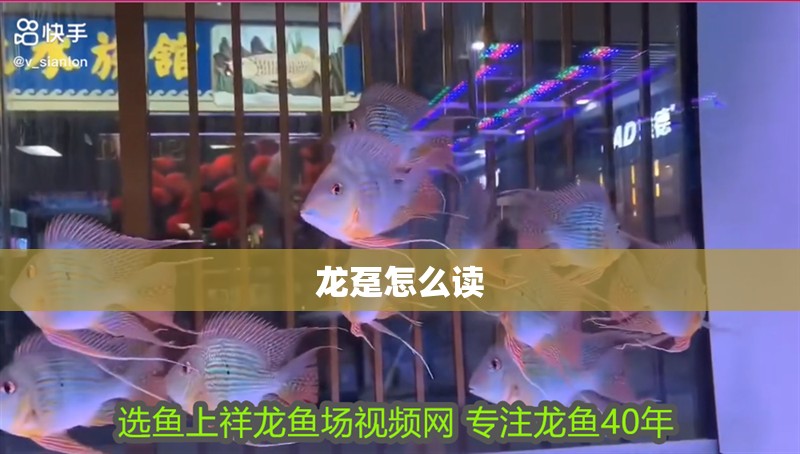 龍躉怎么讀 龍躉怎么讀 龍魚百科 第1張