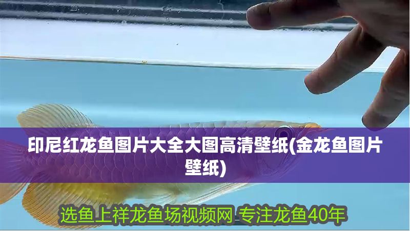 印尼紅龍魚圖片大全大圖高清壁紙(金龍魚圖片壁紙) 印尼紅龍魚圖片大全大圖高清壁紙(金龍魚圖片壁紙) 紅龍魚百科 第1張