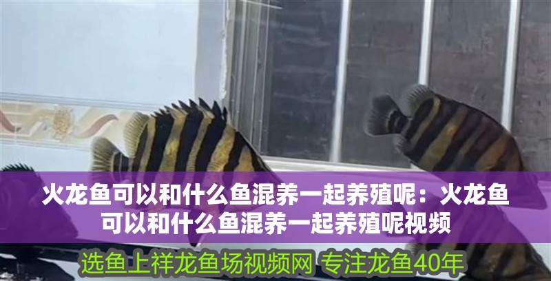 火龍魚可以和什么魚混養(yǎng)一起養(yǎng)殖呢：火龍魚可以和什么魚混養(yǎng)一起養(yǎng)殖呢視頻 火龍魚可以和什么魚混養(yǎng)一起養(yǎng)殖呢：火龍魚可以和什么魚混養(yǎng)一起養(yǎng)殖呢視頻 水族問答