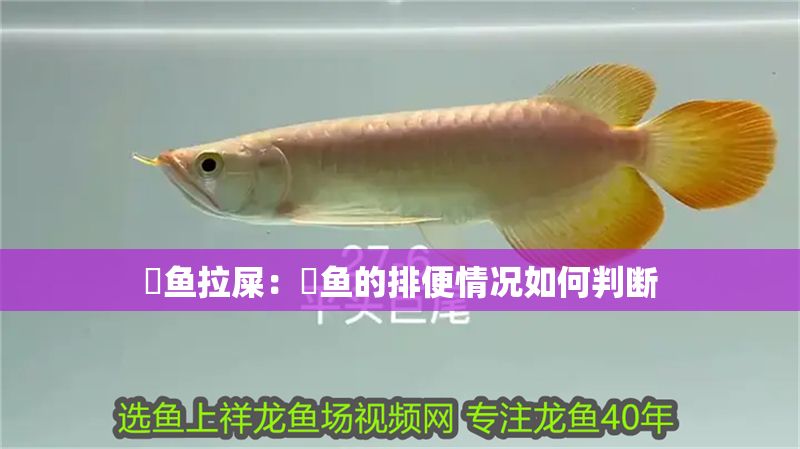 魟魚拉屎：魟魚的排便情況如何判斷 魟魚拉屎：魟魚的排便情況如何判斷 魟魚百科 第2張