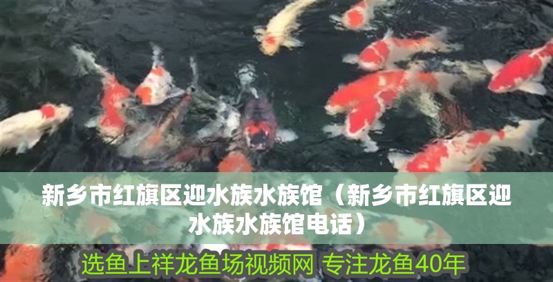 新鄉(xiāng)市紅旗區(qū)迎水族水族館（新鄉(xiāng)市紅旗區(qū)迎水族水族館電話(huà)）