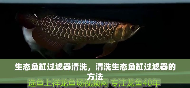 生態魚缸過濾器清洗，清洗生態魚缸過濾器的方法 生態魚缸過濾器清洗，清洗生態魚缸過濾器的方法 魚缸百科 第2張