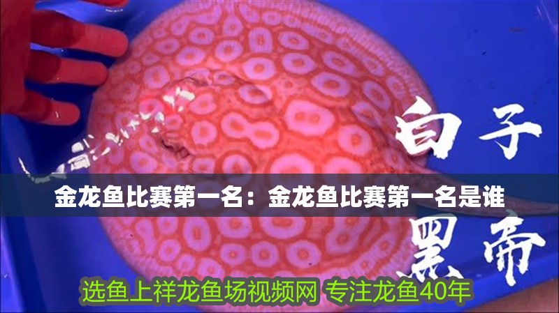 金龍魚比賽第一名：金龍魚比賽第一名是誰