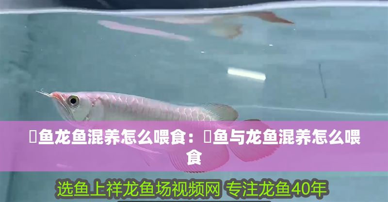 魟魚龍魚混養(yǎng)怎么喂食：魟魚與龍魚混養(yǎng)怎么喂食