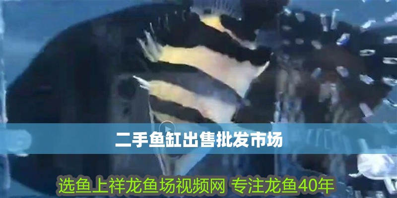 二手魚缸出售批發市場 二手魚缸出售批發市場 龍魚百科 第1張