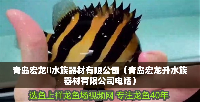 青島宏龍昇水族器材有限公司（青島宏龍升水族器材有限公司電話） 青島宏龍昇水族器材有限公司（青島宏龍升水族器材有限公司電話） 全國水族館企業名錄 第1張