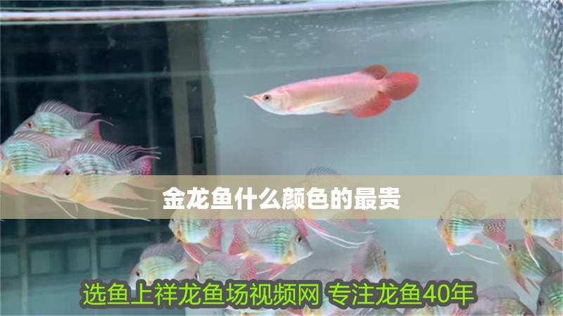 金龍魚什么顏色的最貴