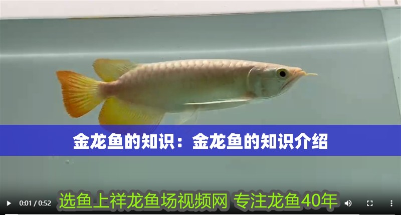 金龍魚的知識：金龍魚的知識介紹 金龍魚的知識：金龍魚的知識介紹 水族問答