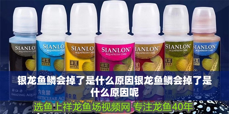 魚(yú)缸用增氧泵價(jià)格是多少:魚(yú)缸增氧機(jī)-xtrac增氧機(jī)-xtrac增氧機(jī) 銀龍魚(yú)鱗會(huì)掉了是什么原因銀龍魚(yú)鱗會(huì)掉了是什么原因呢 銀龍魚(yú)百科 銀龍魚(yú)鱗會(huì)掉了是什么原因銀龍魚(yú)鱗會(huì)掉了是什么原因呢 銀龍魚(yú)鱗會(huì)掉了是什么原因銀龍魚(yú)鱗會(huì)掉了是什么原因呢 銀龍魚(yú)百科