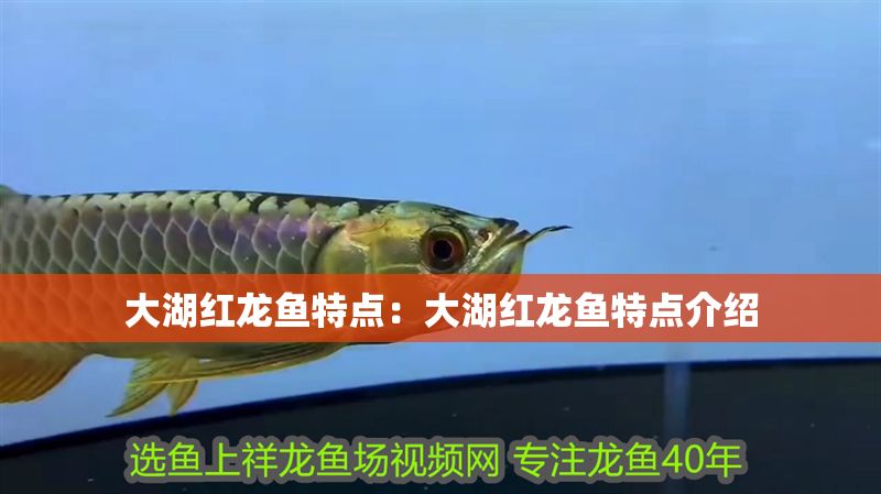 大湖紅龍魚特點：大湖紅龍魚特點介紹