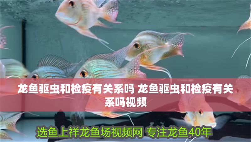 龍魚驅(qū)蟲和檢疫有關(guān)系嗎 龍魚驅(qū)蟲和檢疫有關(guān)系嗎視頻