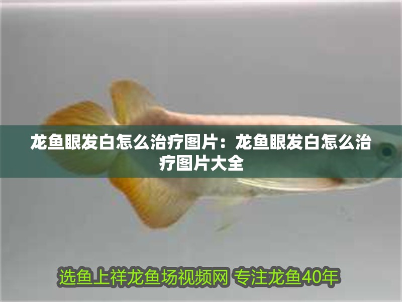 豬鼻龜好養(yǎng)活嗎怎么養(yǎng)的快些(家里養(yǎng)豬鼻龜好不好)