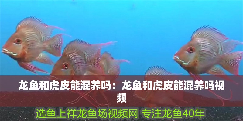 龍魚和虎皮能混養(yǎng)嗎：龍魚和虎皮能混養(yǎng)嗎視頻 龍魚和虎皮能混養(yǎng)嗎：龍魚和虎皮能混養(yǎng)嗎視頻 水族問答
