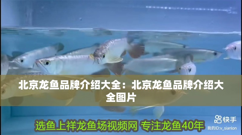 北京龍魚品牌介紹大全：北京龍魚品牌介紹大全圖片 北京龍魚品牌介紹大全：北京龍魚品牌介紹大全圖片 水族問答
